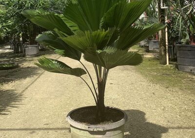 Licula palm