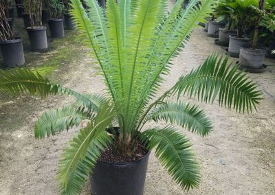 mexican cycad 15g