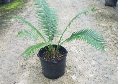 mexican cycad 7g