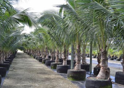 Green Malayan Coconut palm 12' + 100g air root prunning container sale $800 lease $600