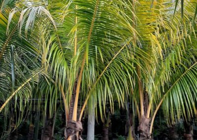 Red Spicata coconut Palm 12' 45g sale $900 lease $750
