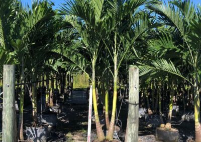 xmas palm 8'-10' tripple sale $400 lease $300