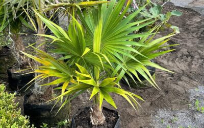 Tropical Plants, Trees Sales, Installation & Maintenance | Westbrook, CT