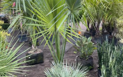 Tropical Plants Palm Tree Installation, Beachscape Services | Westbrook, CT