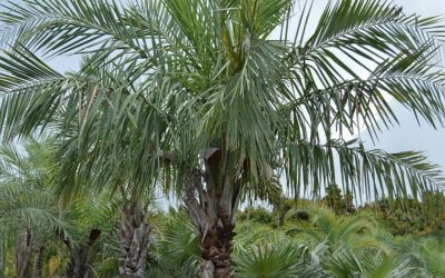 Tropical Plants & Palm Trees Sales, Installation & Maintenance | Branford, CT